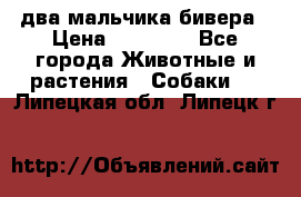 два мальчика бивера › Цена ­ 19 000 - Все города Животные и растения » Собаки   . Липецкая обл.,Липецк г.